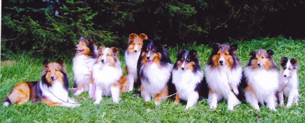 Shelties_in_a_row.jpg